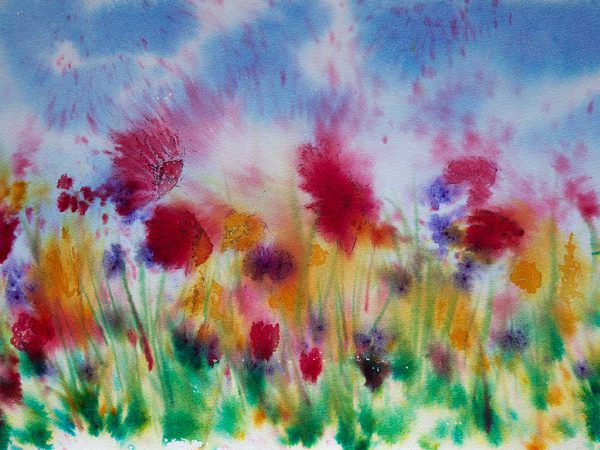 Wild flowers of the Machair